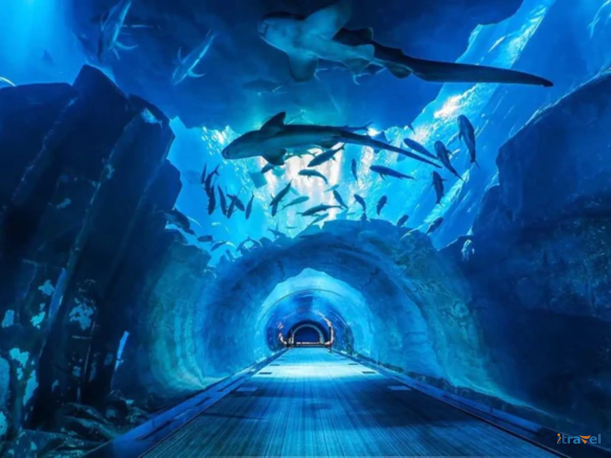 Dubai Mall Aquarium & Underwater Zoo